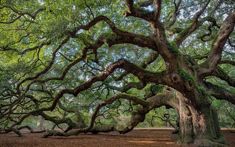 Savannah & Charleston… A Must Do Trip!